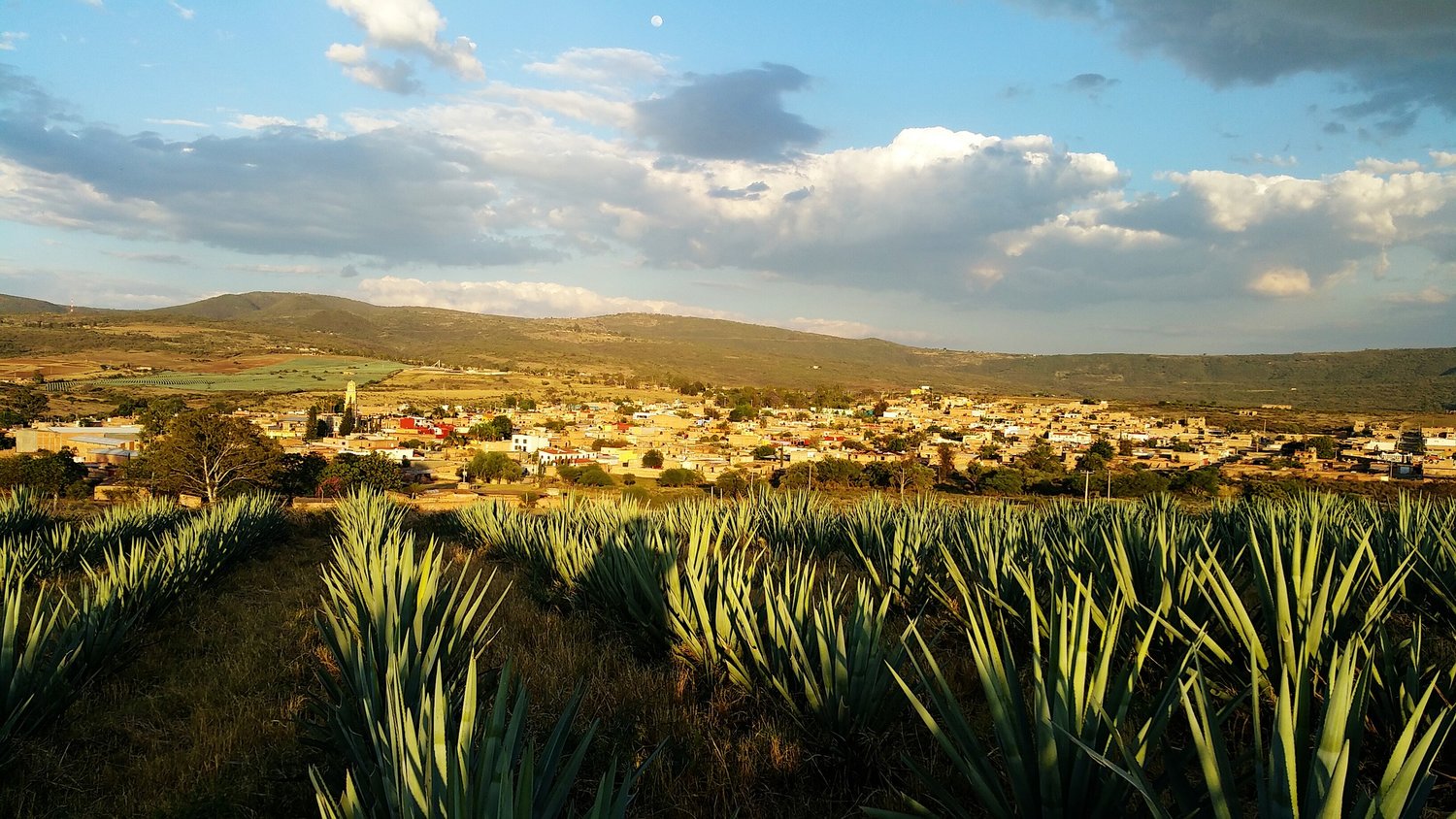 The Tequila Dictionary